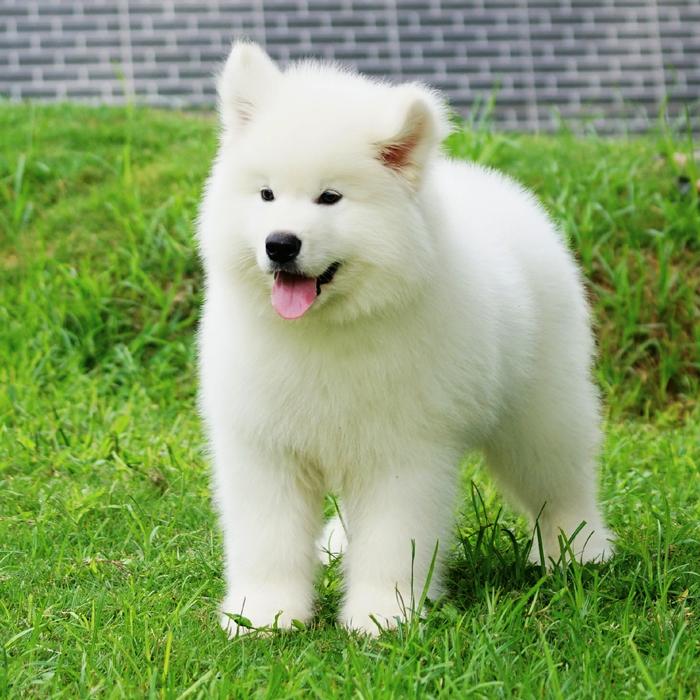 Alaskan Malamute Largest Dog Breeds Top 10 Japanese Malamute Breed