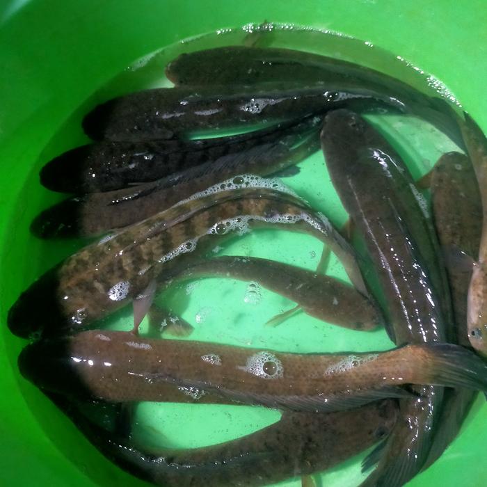 Gambar ikan gabus/kutuk hidup dari Agung frozen undefined Tokopedia