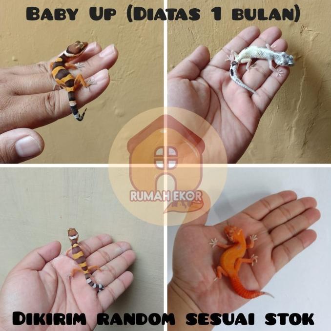 Gambar NEW PRODUCT LEOPARD GECKO BEBAS PILIH BABY UP JUVE ADULT MACK SNOW - Baby Random dari blopet undefined Tokopedia