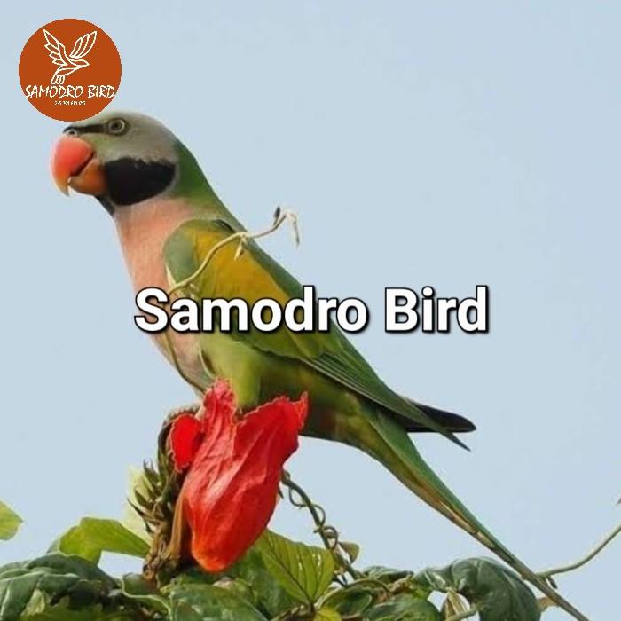 Jual burung betet jawa cantik Jakarta Timur samodro shop02 Tokopedia
