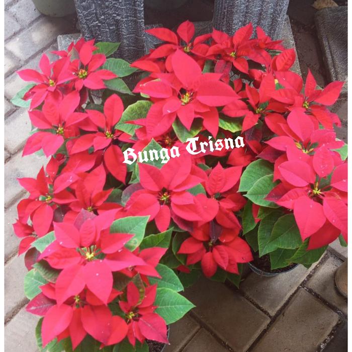 Gambar PAKET 10 TANAMAN HIAS KASTUBA MERAH / TANAMAN NATAL - 5 PCS KASTUBA dari BUNGA TRISNA 98 undefined Tokopedia