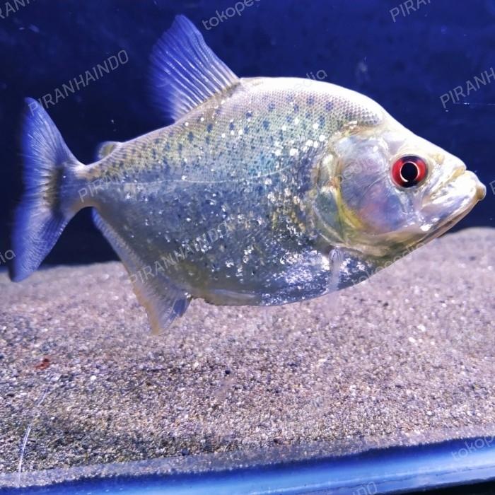 Gambar serrasalmus rhombeus tocantins dari Piranhaindo undefined Tokopedia