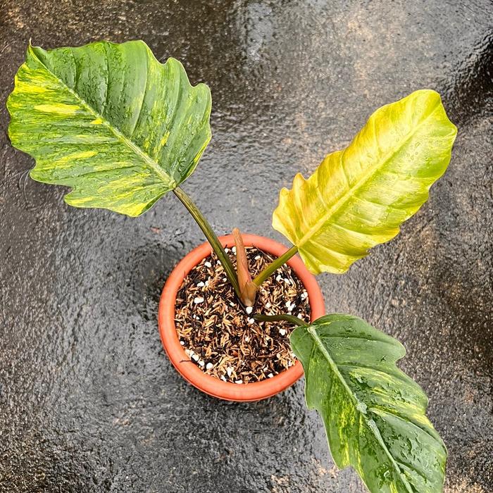 Jual tanaman hias Philodendron Caramel Marble Variegata 4 K