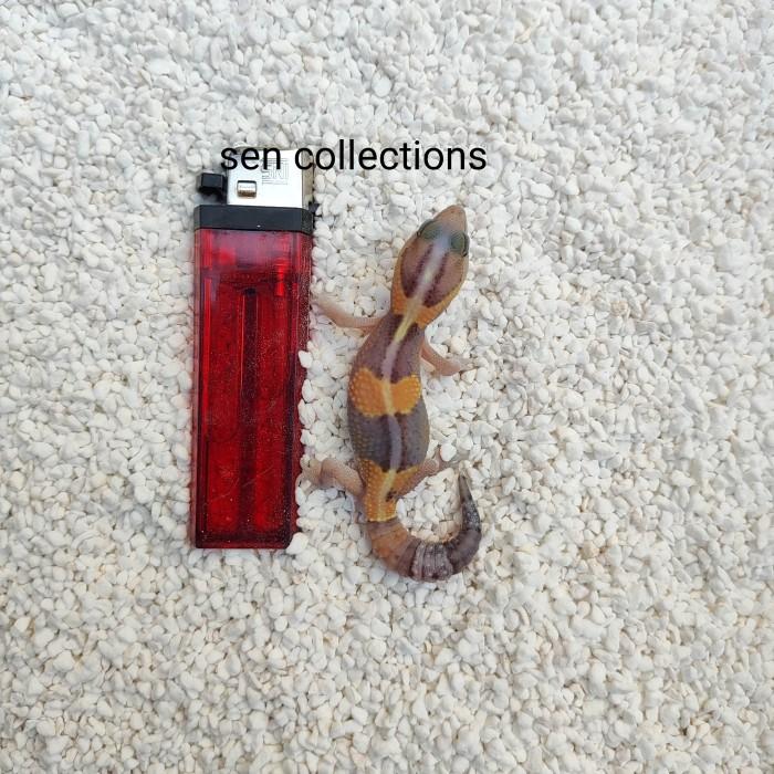 Gambar aft gecko - stripe het oreo dari kashira gecko undefined Tokopedia