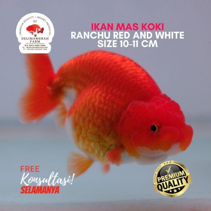 Gambar IKAN MAS KOKI RANCHU HYBRID SIZE 8 CM BERGARANSI dari DELIMAMERAHFARM STORE undefined Tokopedia