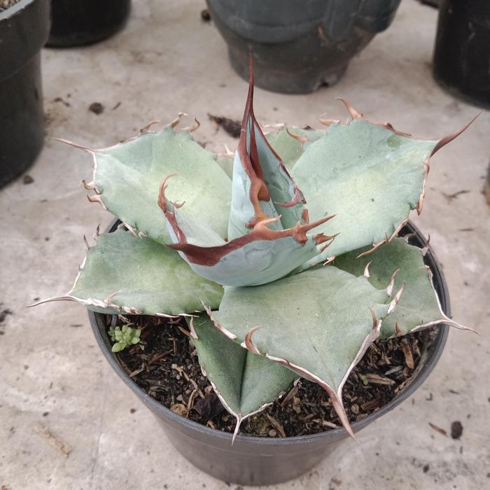 Agave titanota White Ice 美株　子株2つ付　最終値下げ Agave titanota White Ice 美株 子株2つ付 Yahoo!オークション