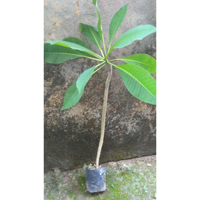 Gambar Bibit Stek Kamboja Plumeria Orange Cantik - Berakar dari BibitOnlines undefined 5 Tokopedia