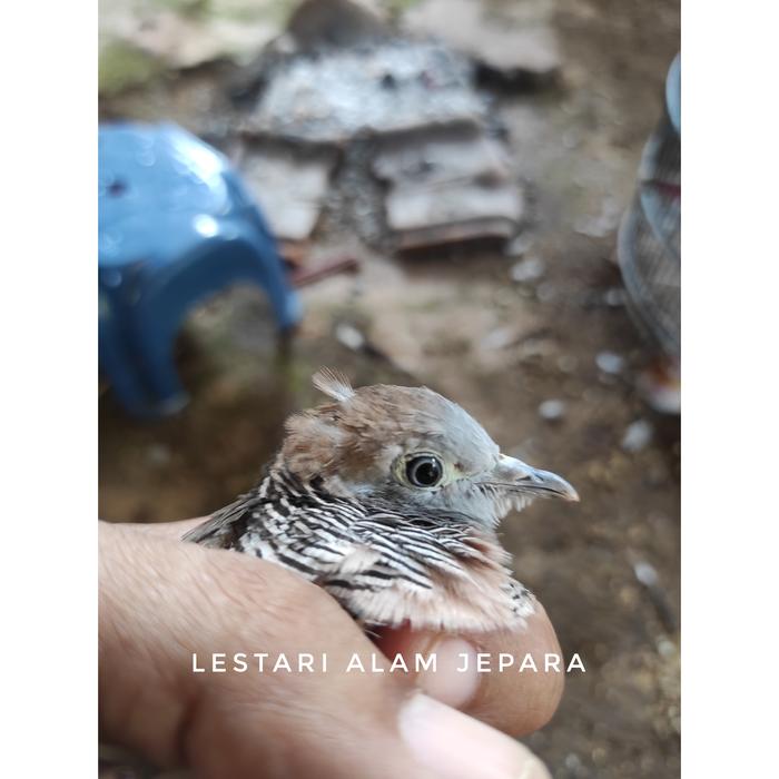 Gambar Perkutut Lokal Alam Katuranggan Garuda Krida dari Lestari Alam Jepara undefined Tokopedia