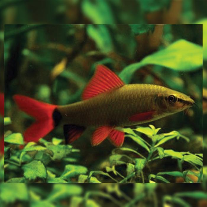 Gambar Ikan Hias Redfin / Pemakan Lumut / Pembersih Aquarium / Alga Eater - Black dari BODROY AQUATIQ undefined Tokopedia