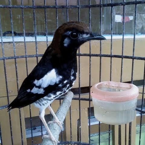 Gambar Anis kembang jantan rawatan dari Kuli maliter bird shop undefined Tokopedia