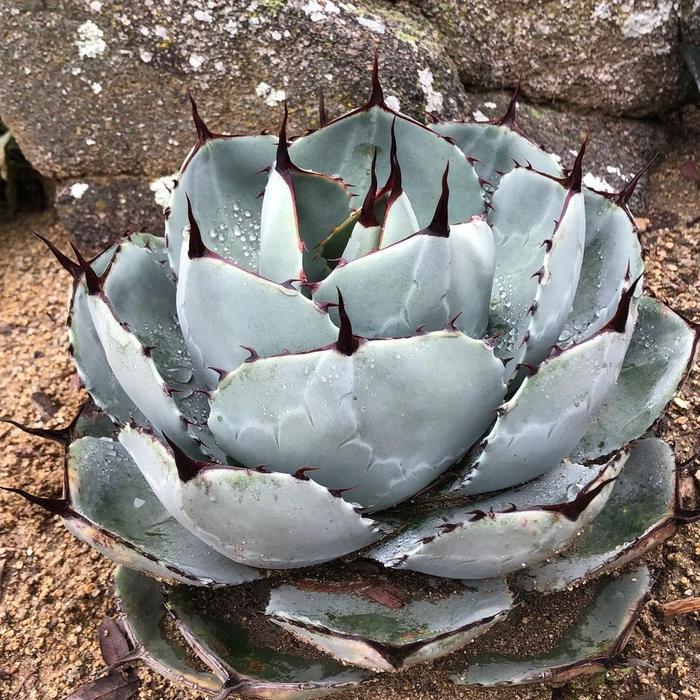 Agave parryi 【hybrid】238 Agave parryi Hybrid | Botanical Archive