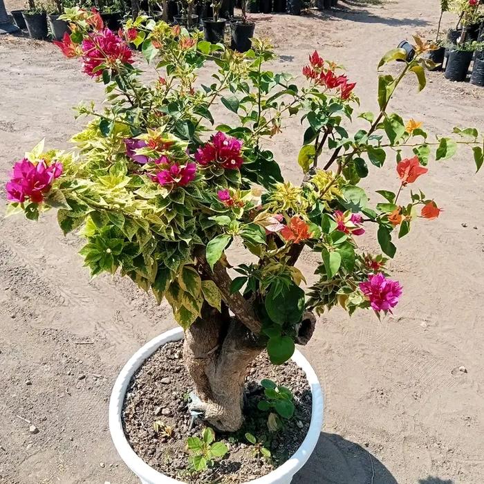 Gambar TANAMAN HIAS HIDUP BUGENVIL BUNGA KERTAS 5 WARNA WARNI - TIPE 1 dari Rasya flora undefined 3 Tokopedia