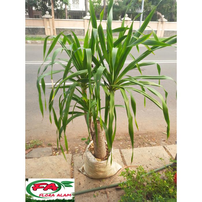 Gambar Tanaman Hias Pandan Bali Bercabang dari FLORAALAM undefined Tokopedia