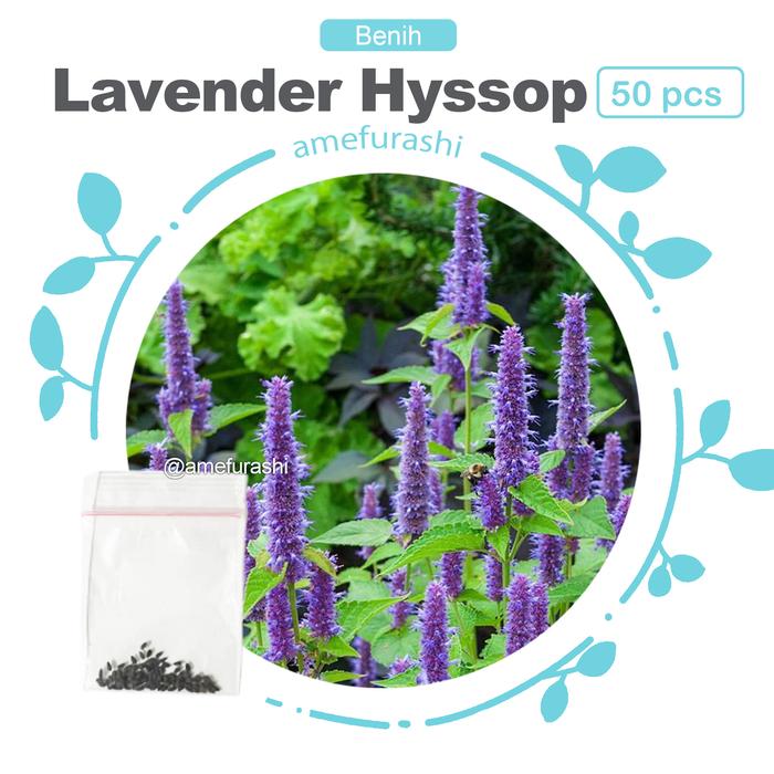 Gambar Bibit Herb Lavender Hyssop Bunga Fragrance Harum - lavenderhysop50 dari amefurashi undefined Tokopedia