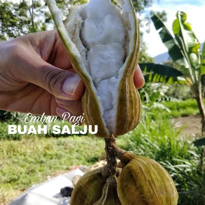 Gambar Bibit Buah Salju Asli Khas Bali Jaminan Manis dan Valit dari EMBUN PAGI SLEMAN YOGYAKARTA undefined Tokopedia