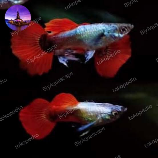 Gambar GUPPY AFR / GUPPY ALBINO FULL RED - PRTDE dari BiyAquascape undefined Tokopedia