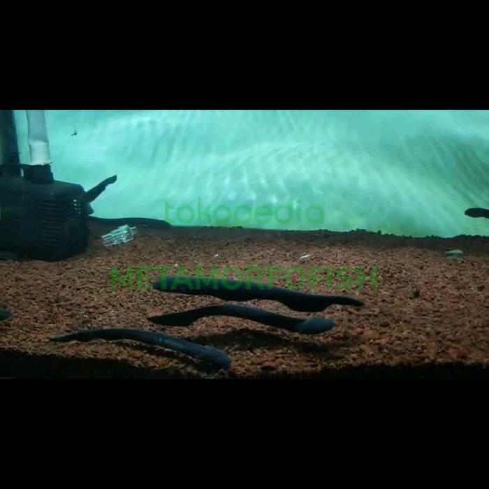 Gambar Electric eel / Belut listrik dari METAMORFOFISH undefined Tokopedia