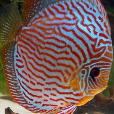 Gambar discus 1inch sanmerah bluerim/ IKAN HIAS AIR TAWAR - TURQUIS, 1CM NO GARANSI dari discus guppy undefined Tokopedia