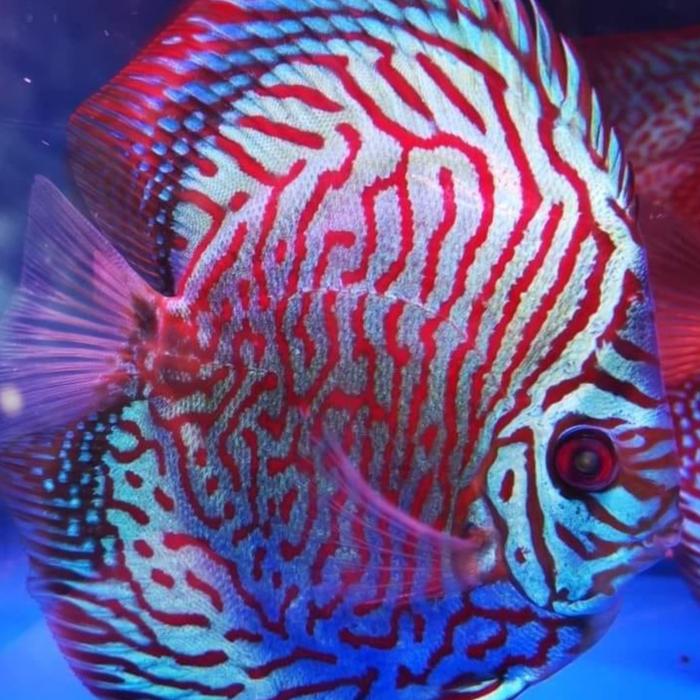 Gambar discus 1inch sanmerah bluerim/ IKAN HIAS AIR TAWAR - TIGER, 1CM NO GARANSI dari discus guppy undefined Tokopedia