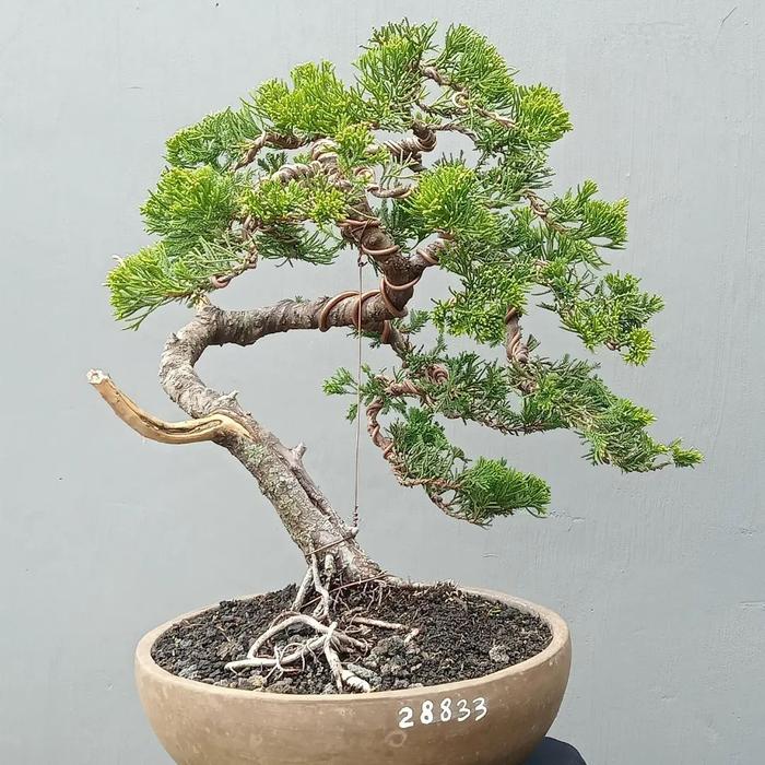 Jual pohon cemara sinensis bonsai bahan - Kab. Bogor - garasi pott ...