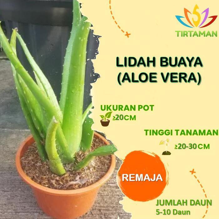 Gambar Lidah Buaya / Aloe Vera - M dari TIRTAMAN undefined 5 Tokopedia