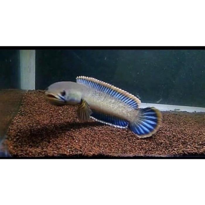 Gambar SL158 Limbata Lawu CB Lokal Terbaru! - Channa Limbata, Size 10-12 dari jiwels store undefined Tokopedia