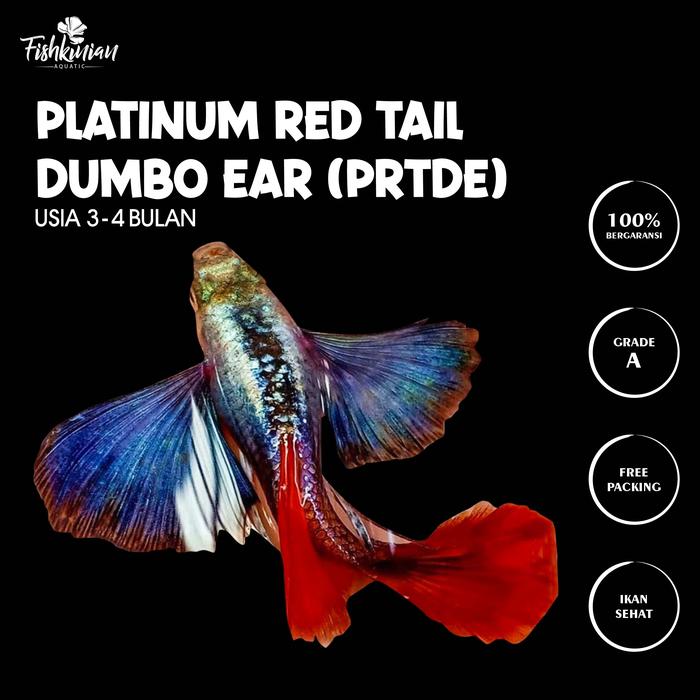 Gambar Ikan Hias Air Tawar Guppy - PRTDE dari FISHKINIANSTORE undefined Tokopedia