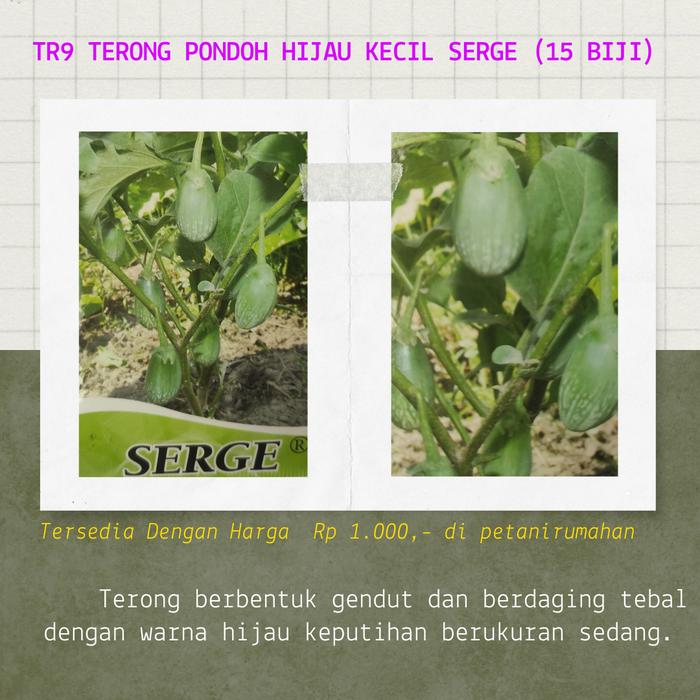 Gambar BIJI BENIH BIBIT TERONG PONDOH KECIL SERGE HIJAU dari petanirumahan undefined Tokopedia