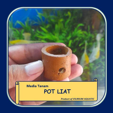 Gambar TANAMAN AQUASCAPE - SRI REJEKI aka SRI REZEKI - Media 'Pot' dari Vilirium Aquatic undefined Tokopedia
