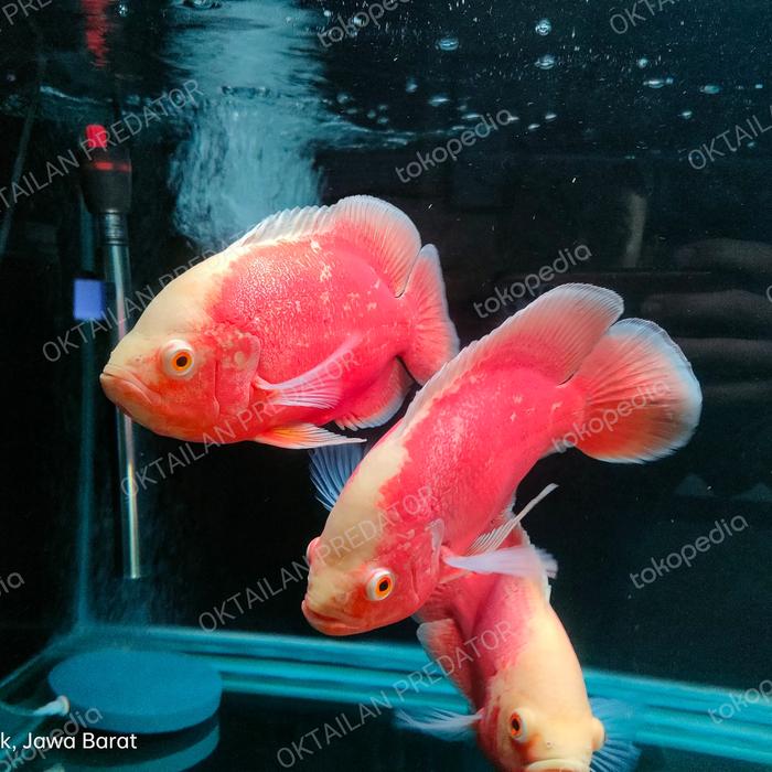 Gambar ikan oscar red chili dari OKTAILAN PREDATOR undefined Tokopedia