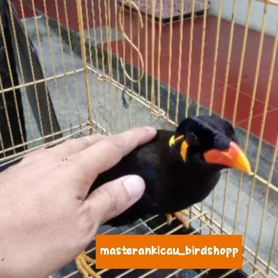 Gambar burung beo Medan sangat jinak mewah istimewa dari masterankicaubirdshopp undefined Tokopedia