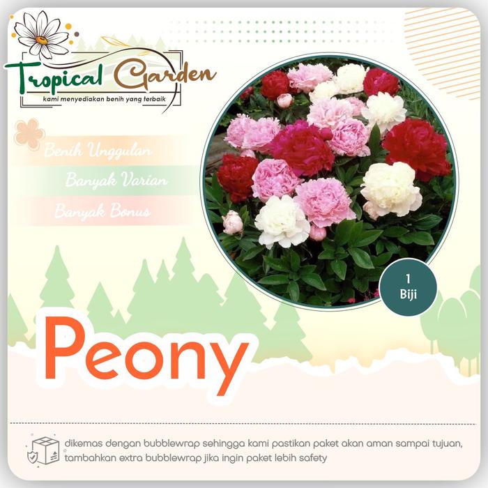 Gambar Biji Benih Bunga Peony Paeonia dari Tropical Garden Store undefined Tokopedia