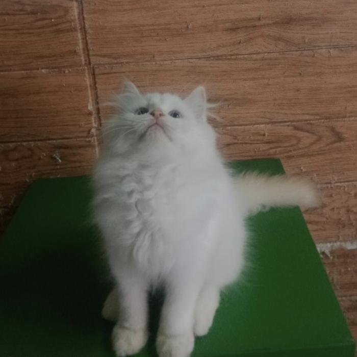 Gambar Kucing Lucu dan Gemoy dari Sandybadawimeowhouse undefined Tokopedia