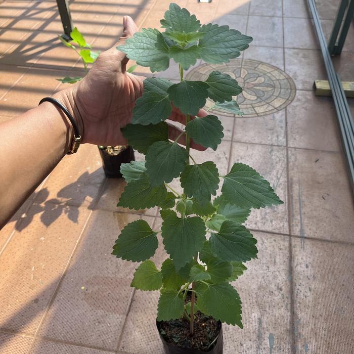 Gambar Pohon Matcho Daun Mat Cho Biji Maco Maco Macau Suci Dewa Tolak Bala - Pohon Tinggi dari Narera Super Store undefined Tokopedia