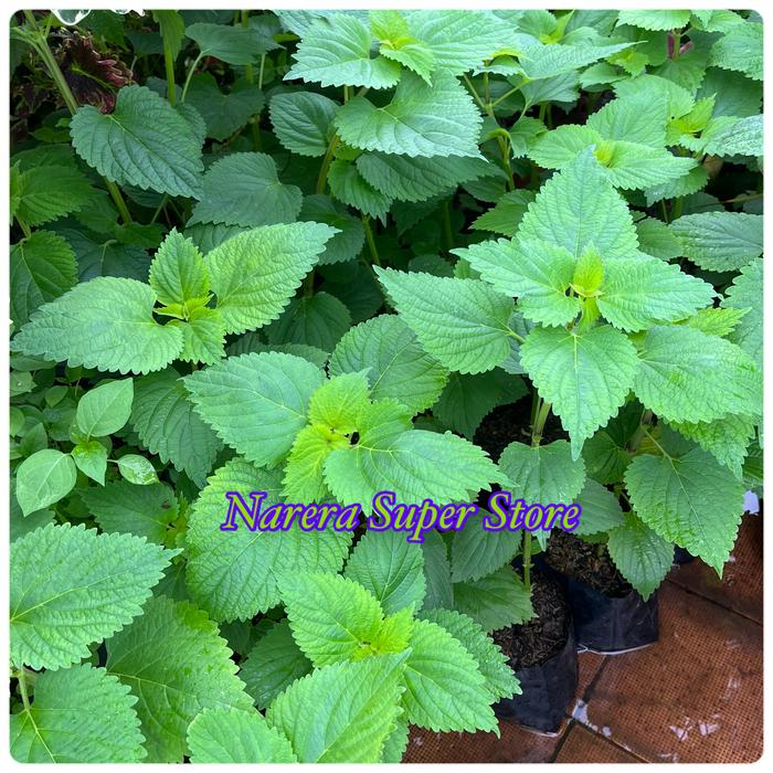 Gambar Pohon Matcho Daun Mat Cho Biji Maco Maco Macau Suci Dewa Tolak Bala - Pohon Kecil dari Narera Super Store undefined Tokopedia