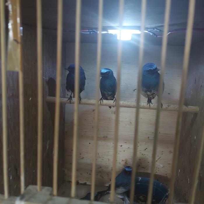 Gambar Anis Biru Jantan dari UesBandung BirdShop undefined Tokopedia