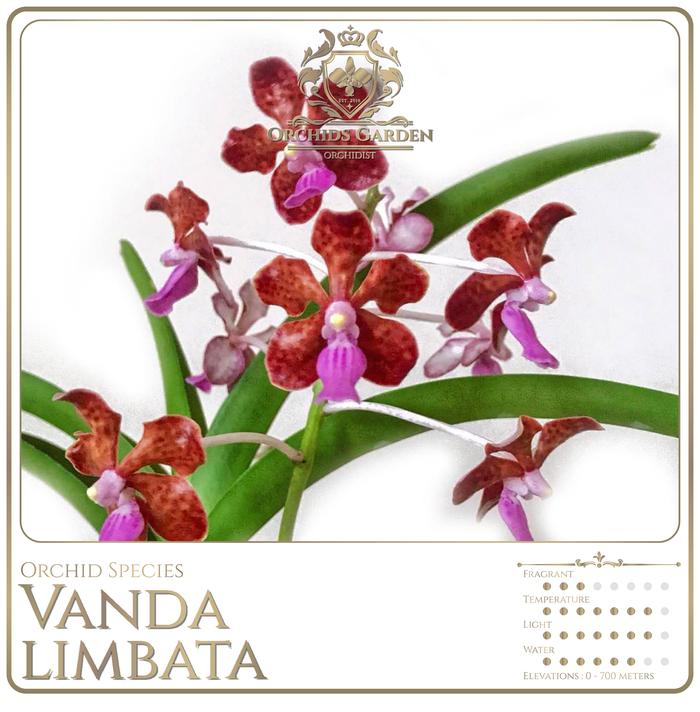 Gambar ORCHIDSGARDEN Vanda Limbata Anggrek Spesies Species Orchid Sp Dewasa - Spike / Knop dari OrchidsGarden undefined Tokopedia