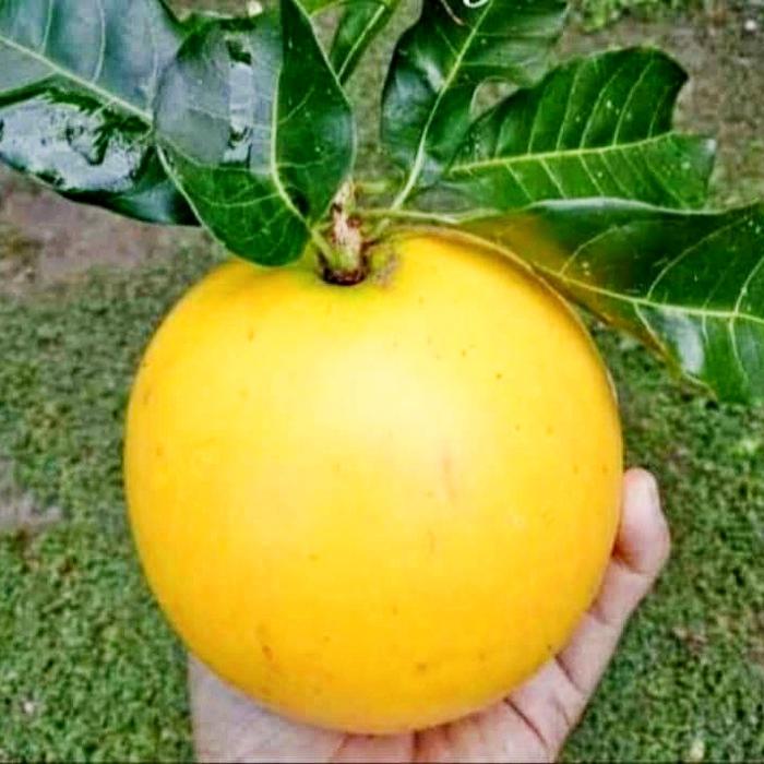 アビウ鉢植え　特大　110センチ　3-1 花芽 アビウ鉢植え 特大 110センチ 3-1 花芽