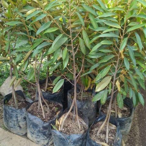 Gambar Bibit Pohon Durian Musang King Kaki 3 Tinggi 1 - 1.3 Meter Super - Kaki 3 dari Jumlan Shop undefined Tokopedia