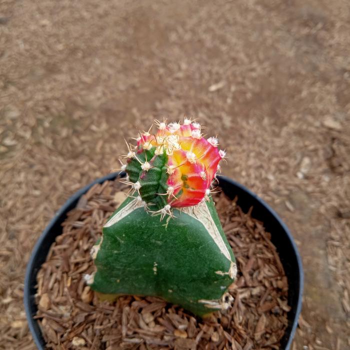 Gambar KAKTUS MINI MURAH MERIAH + FREE POT ( PROMOTOKOBARU) - k-1, Mini dari BASANKAKTUS undefined Tokopedia