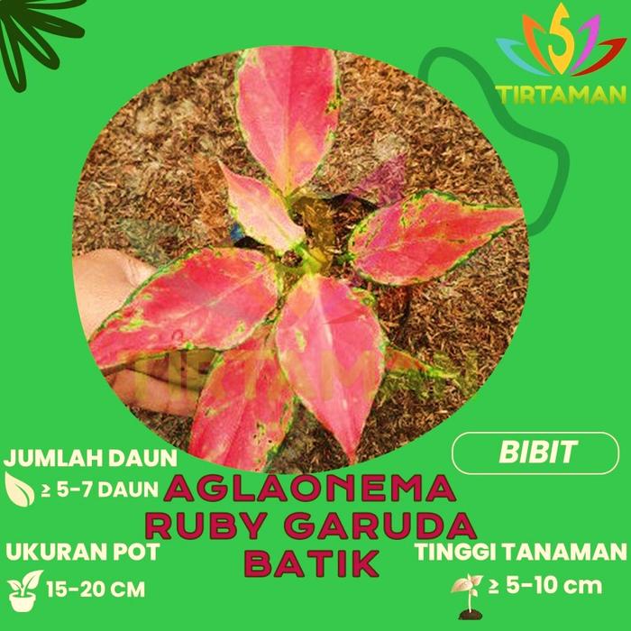 Gambar Aglonema Ruby Garuda / Aglaonema Rubi Batik Merah - S dari TIRTAMAN undefined Tokopedia