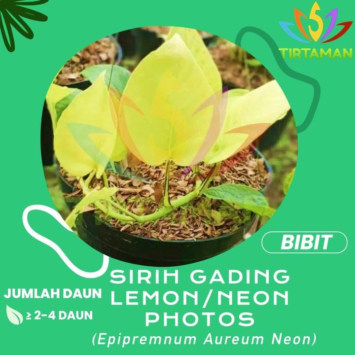 Gambar Epipremnum Aureum Neon (Sirih Gading Neon Hijau) - S dari TIRTAMAN undefined Tokopedia