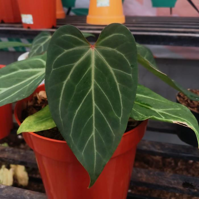 へ*こ様 アンスリウム King of Spades x Red Crystal アンスリウム KOS x RedCrystalinumの育て方と購入方法と管理の