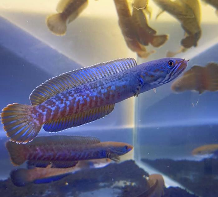 Gambar ANDRAO GONDRONG JOSS BRO dari Townfish_aquatic undefined Tokopedia