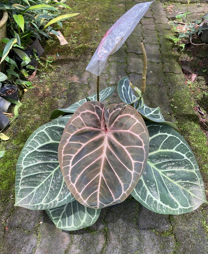 Anthurium Mystic A88 良個体 レア 株分個体 Anthurium Mystic A88 良