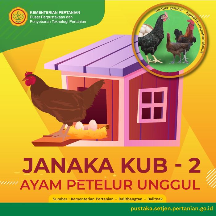 Gambar PAKET AYAM KAMPUNG (KUB 2 PS) 1 JANTAN 4 BETINA dari Arfishhopp undefined Tokopedia