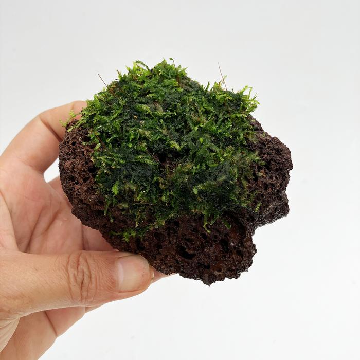 Gambar Terrarium on lava rock / paludarium / epifit / dekorasi aquarium - java moss dari Terassemai undefined Tokopedia
