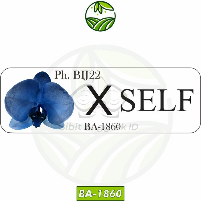 Gambar Bibit Anggrek Botol Premium Blue Series Anggrek BIru - BA-1860 dari OKB orchid undefined Tokopedia