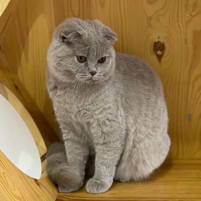 Gambar SF scottish fold betina Lilac dari petzona_id undefined Tokopedia