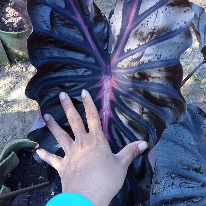 Gambar colocasia Bagaskara size anakan(original) dari kebun navisha undefined Tokopedia